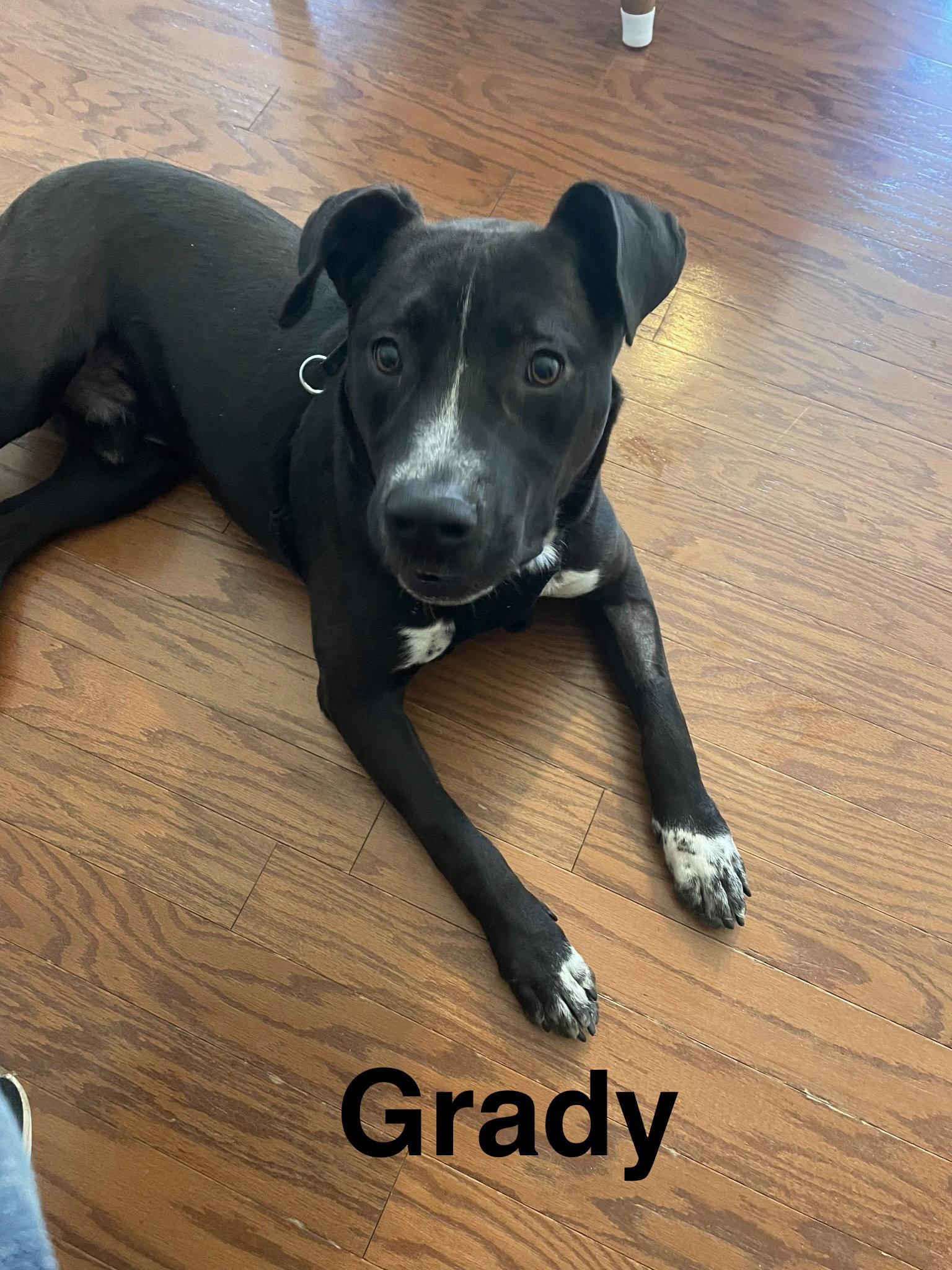 Enlarge Grady, a Adoptable mixed breed in Topeka, KS image 3/3
