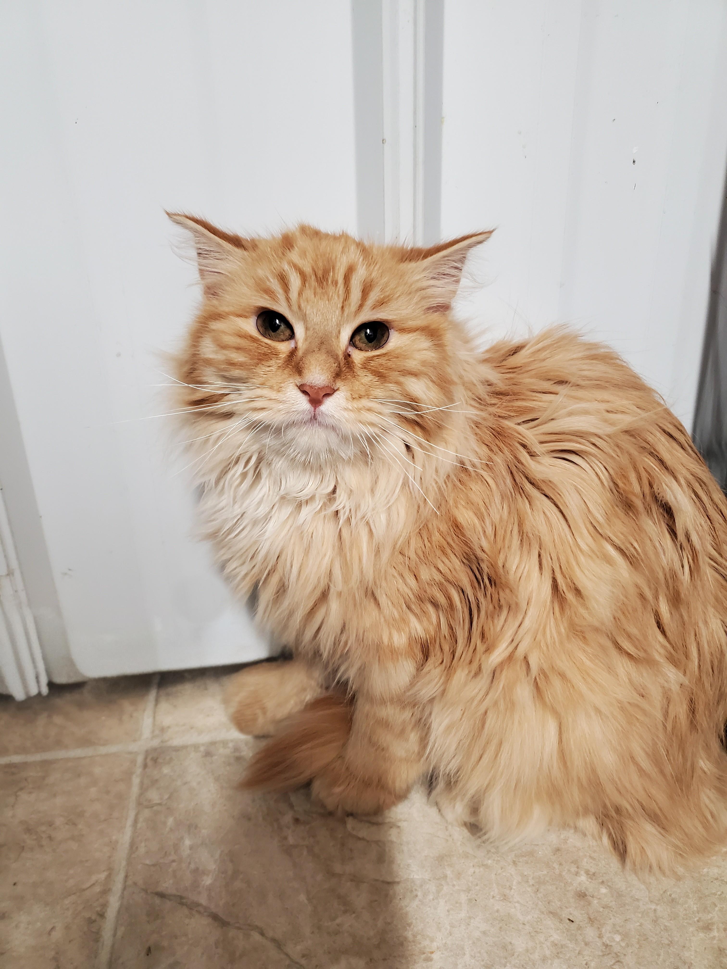 Mufasa