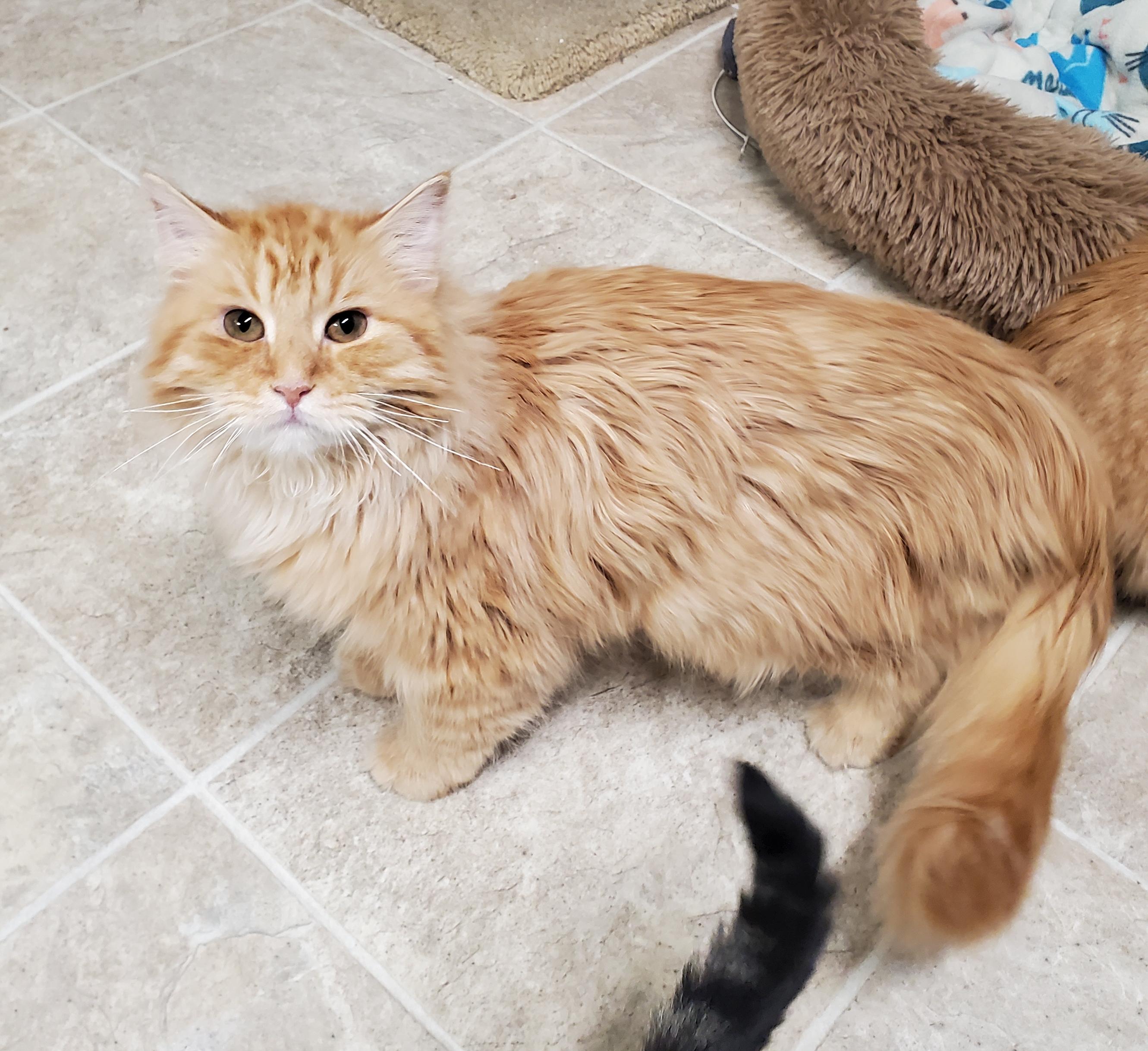 Mufasa