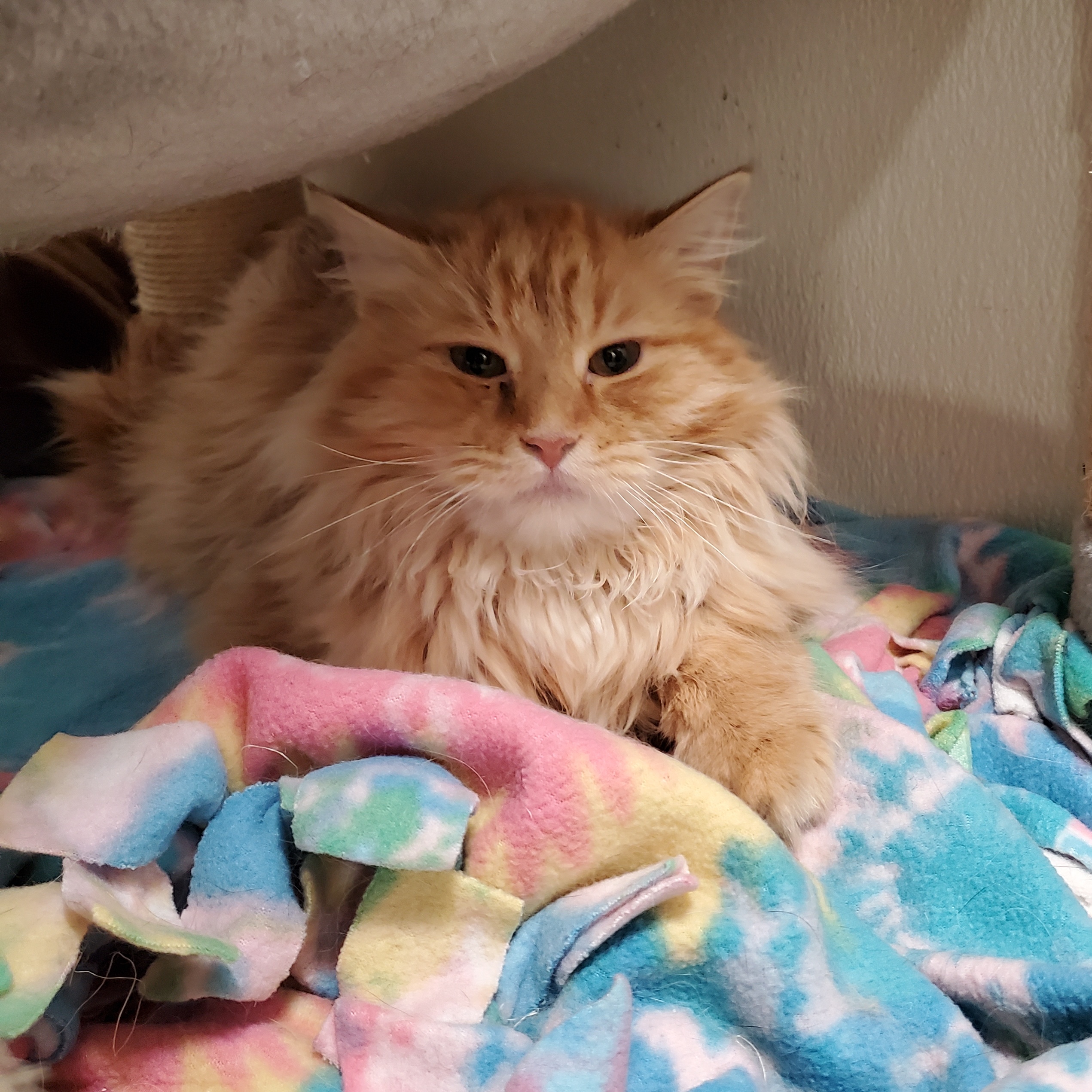 Mufasa