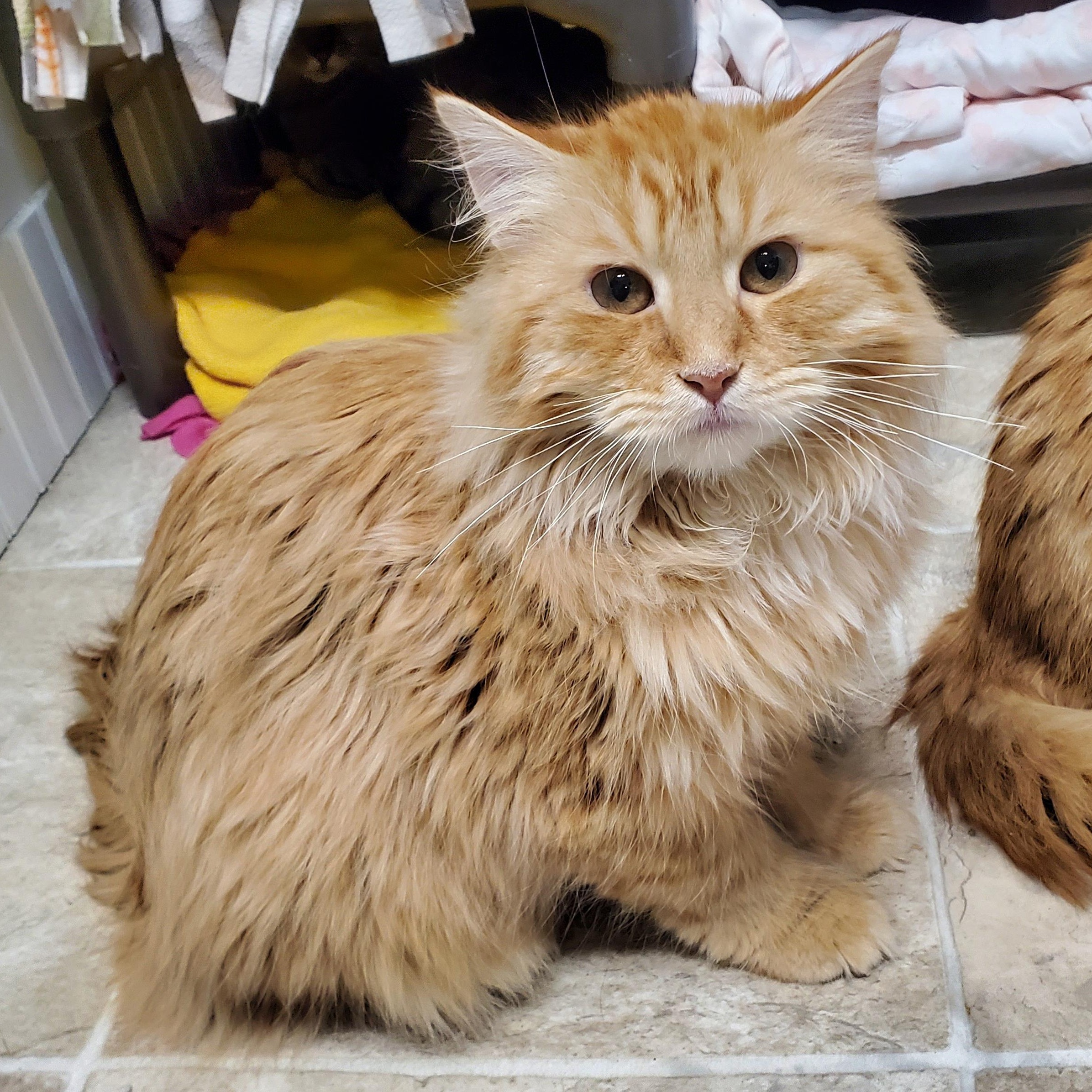 Mufasa