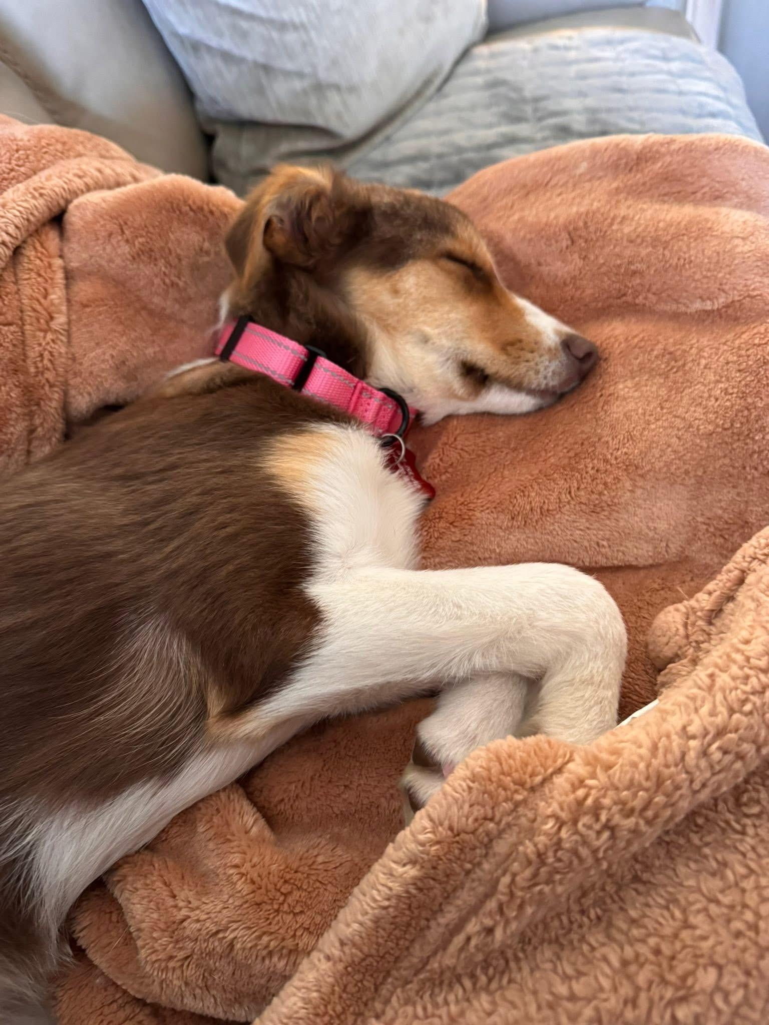Enlarge Bella, an adopted Australian Shepherd in Keller, TX image 4/6