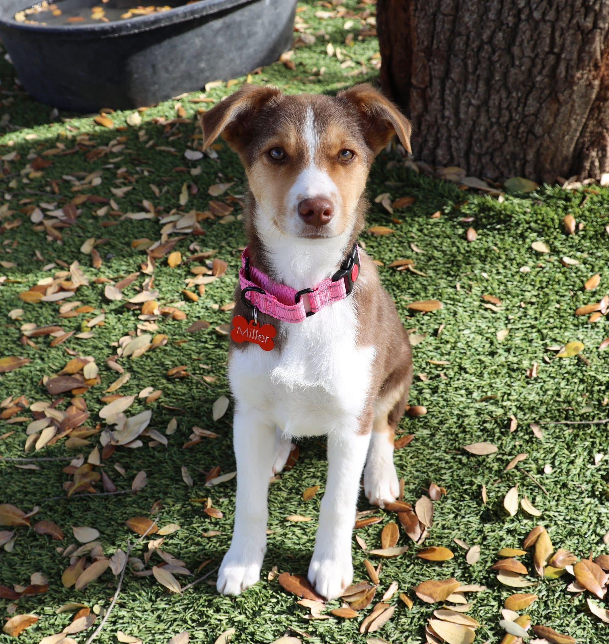 Enlarge Bella, an adopted Australian Shepherd in Keller, TX image 6/6