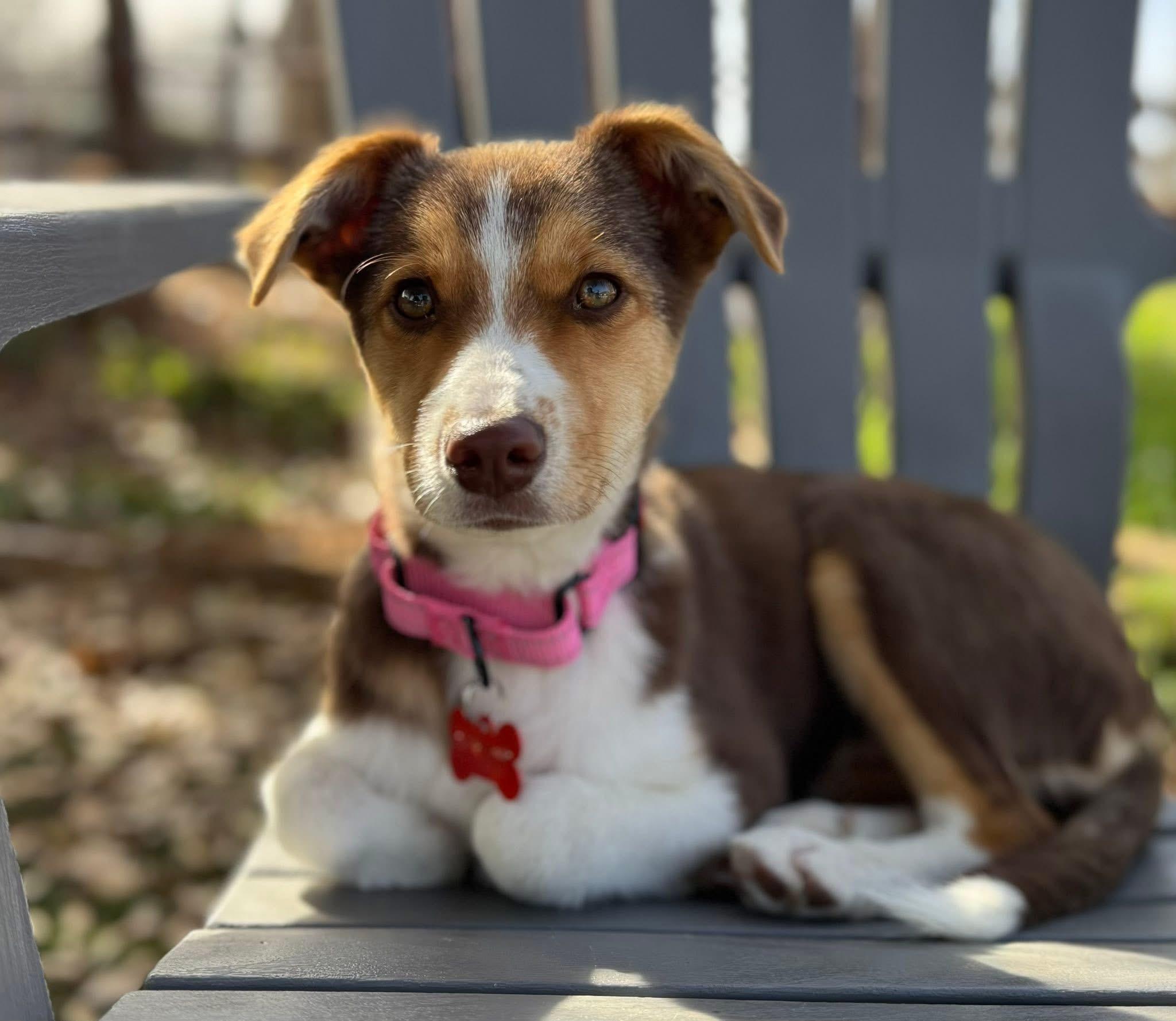 Enlarge Bella, an adopted Australian Shepherd in Keller, TX image 3/6