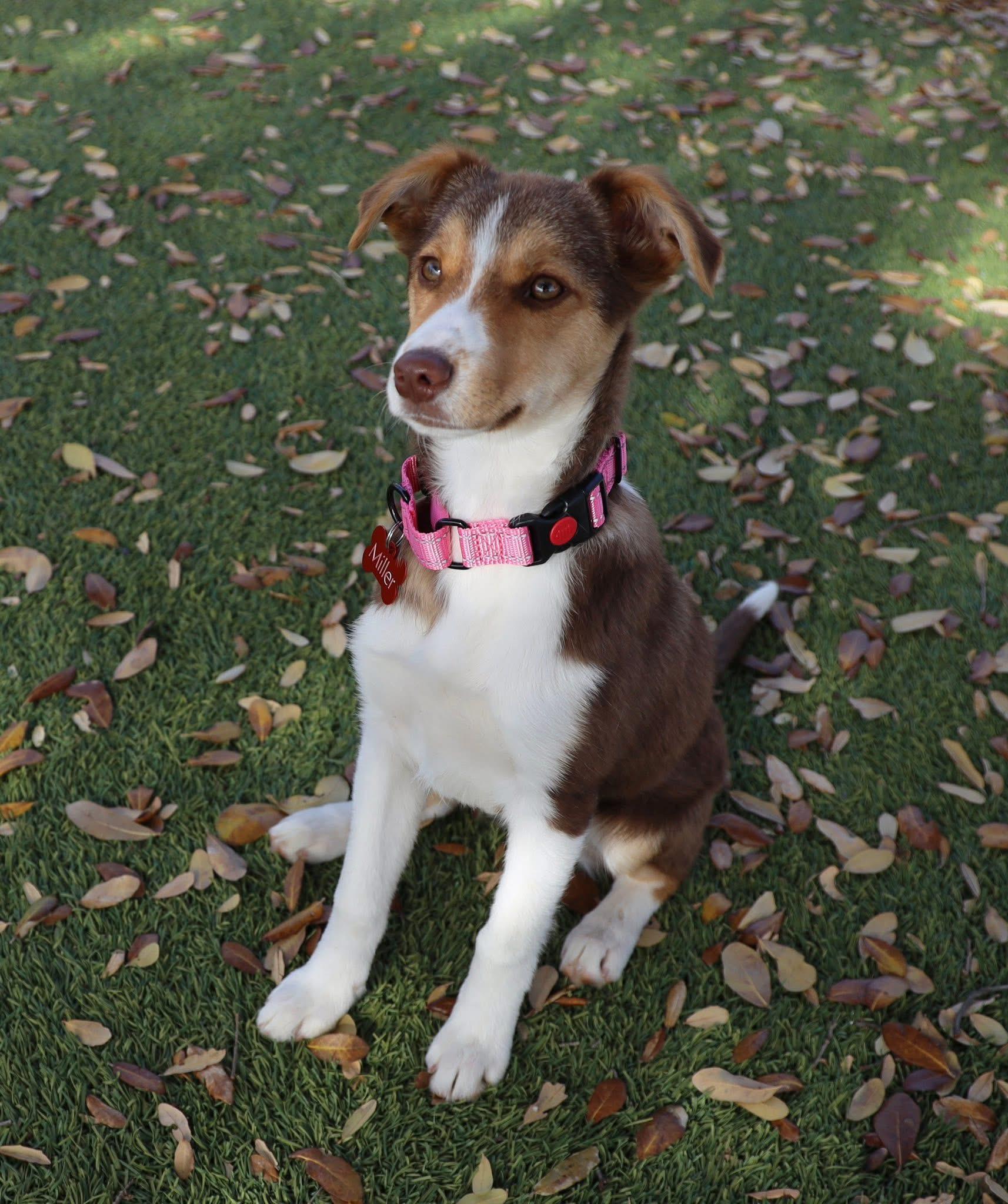 Enlarge Bella, an adopted Australian Shepherd in Keller, TX image 1/6