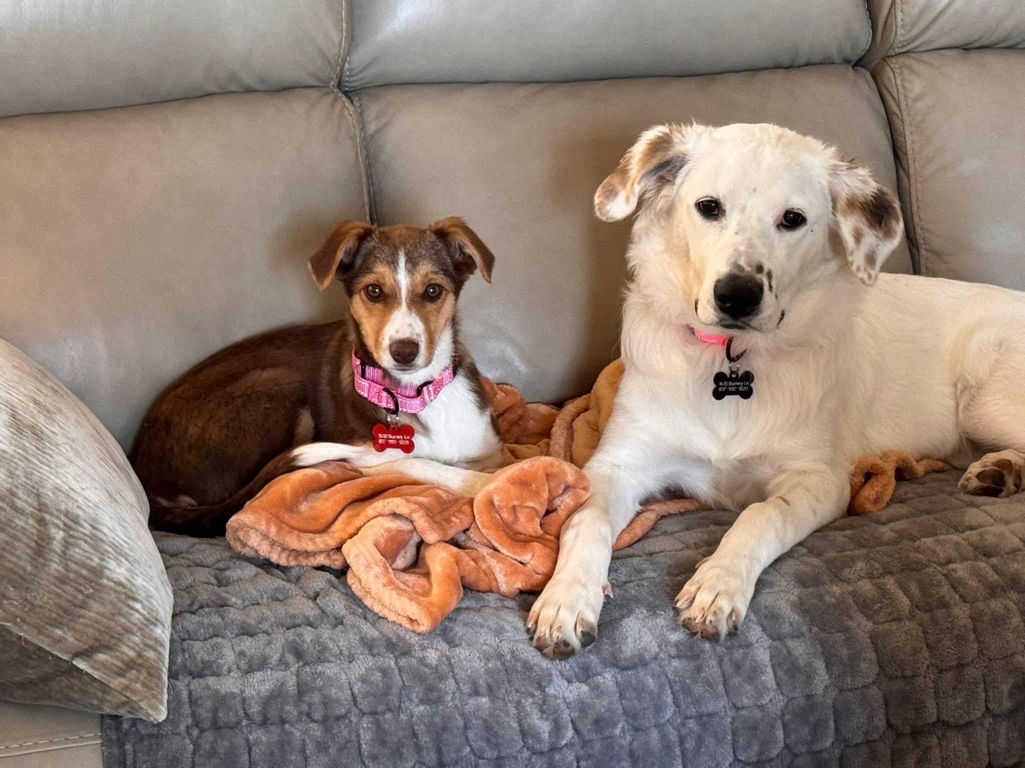 Enlarge Bella, an adopted Australian Shepherd in Keller, TX image 2/6