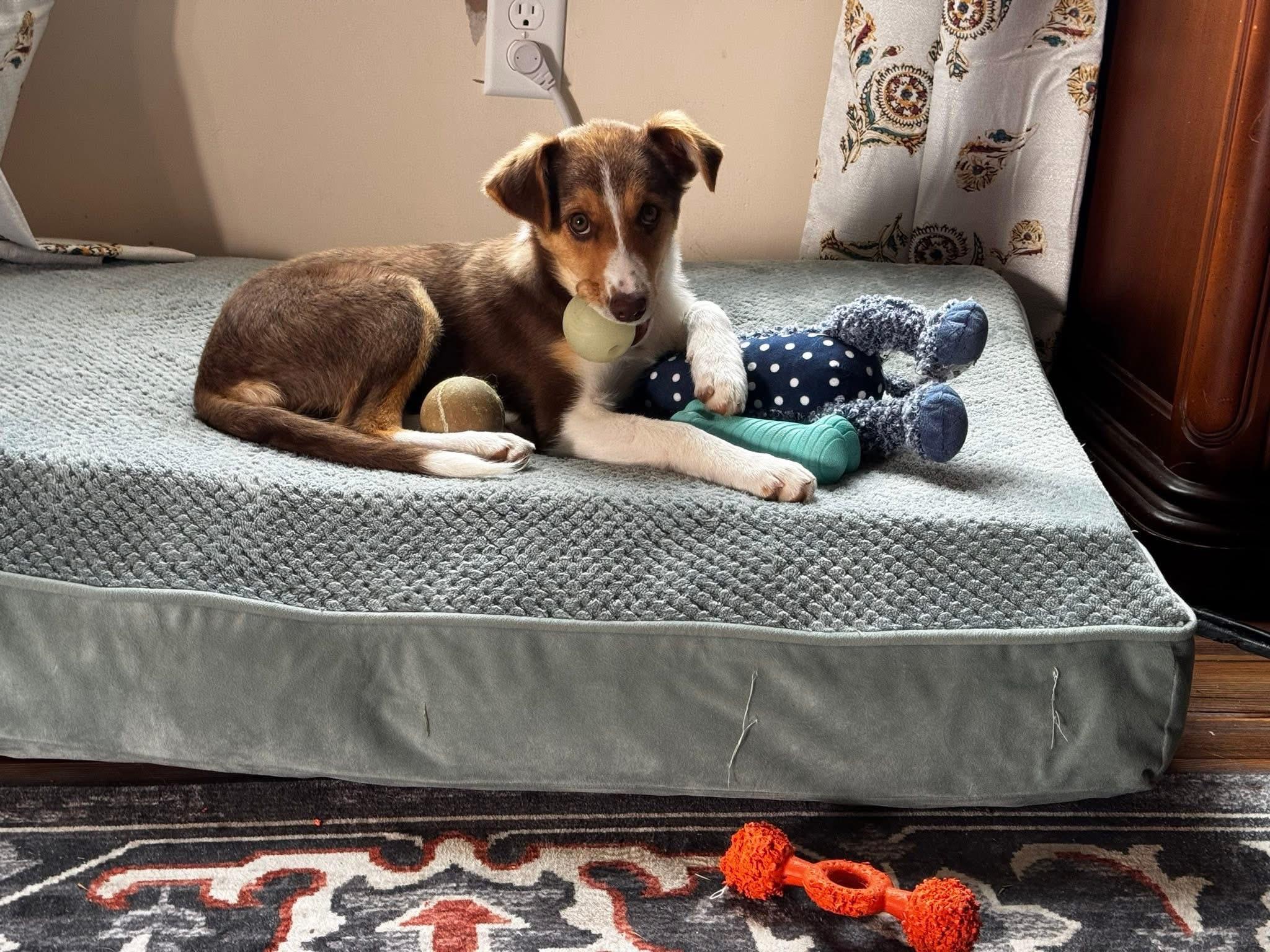 Enlarge Bella, an adopted Australian Shepherd in Keller, TX image 5/6