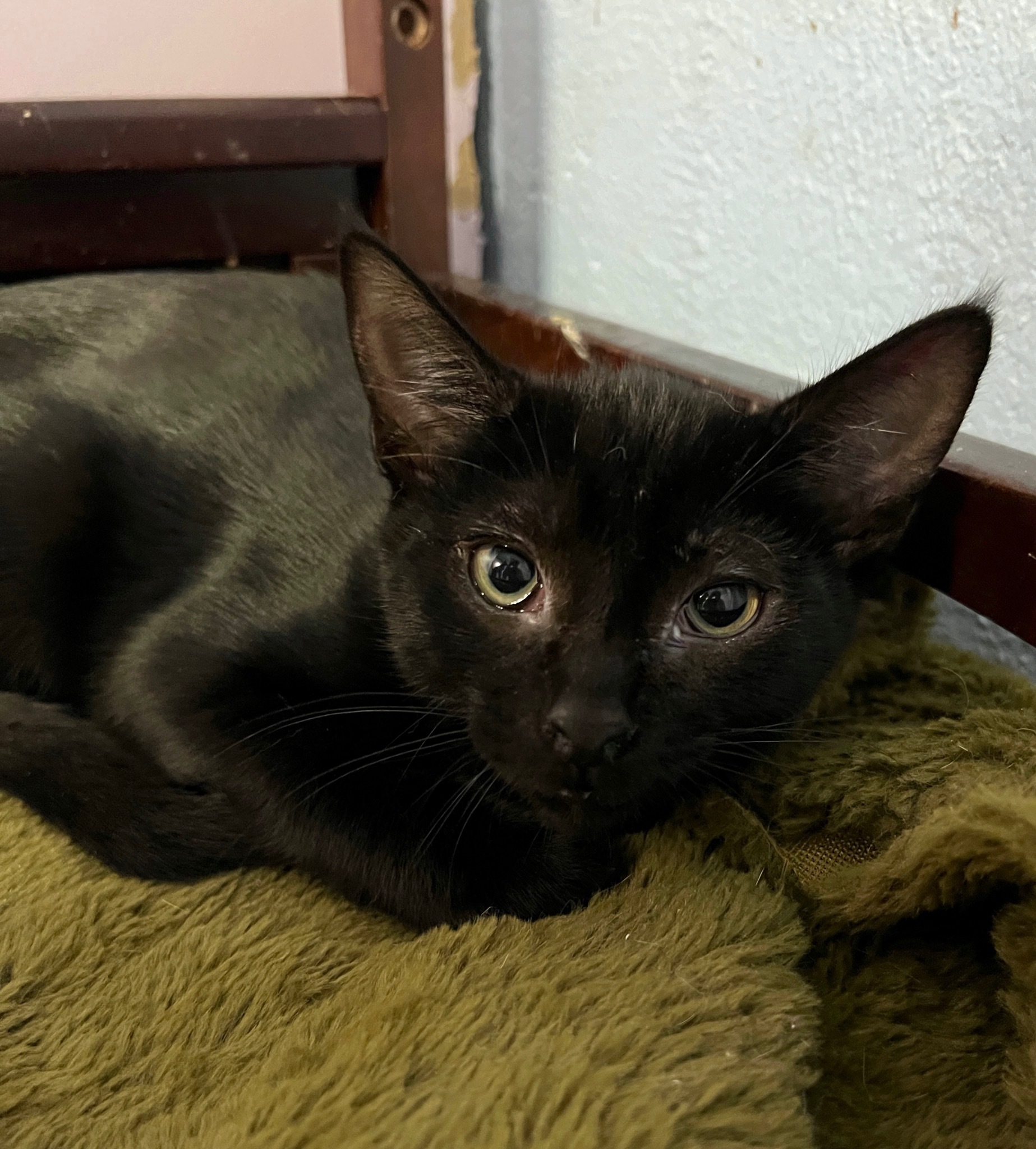 Raven, Adoptable, Kitten Female Domestic Short Hair.