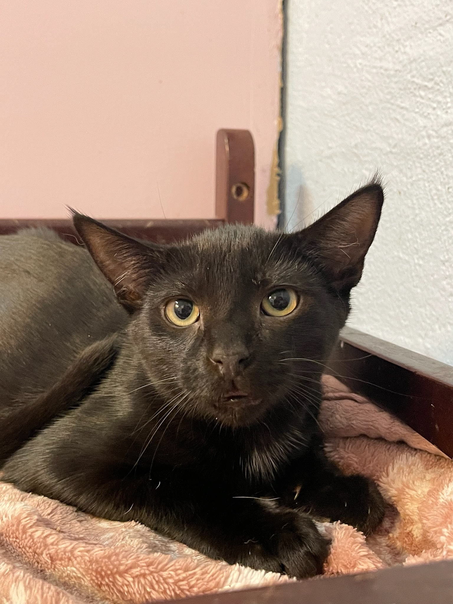 Enlarge Raven, a Adoptable Domestic Short Hair in West Mifflin, PA image 2/3