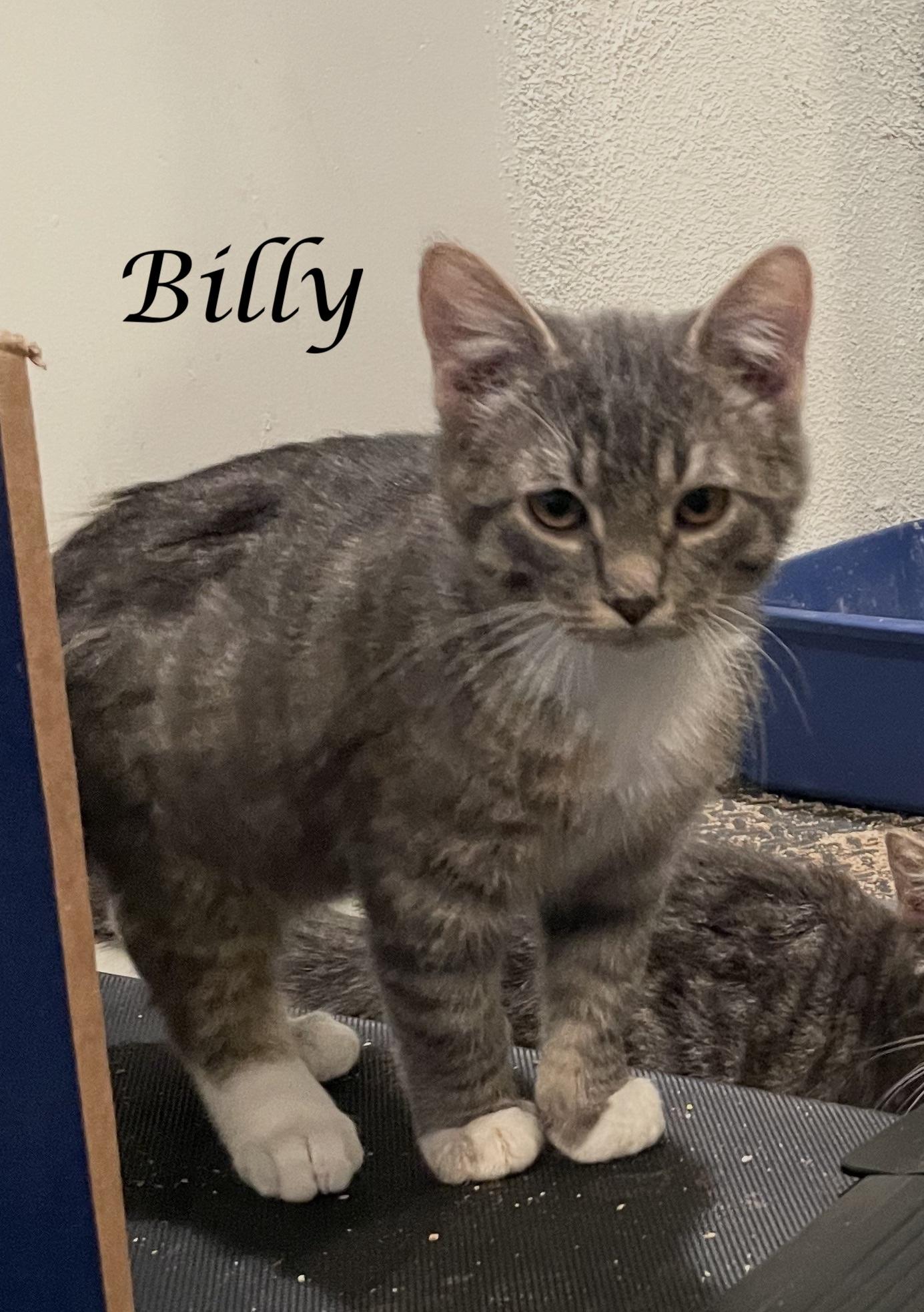 BILLY, ADOPTABLE, Young Male Tabby.