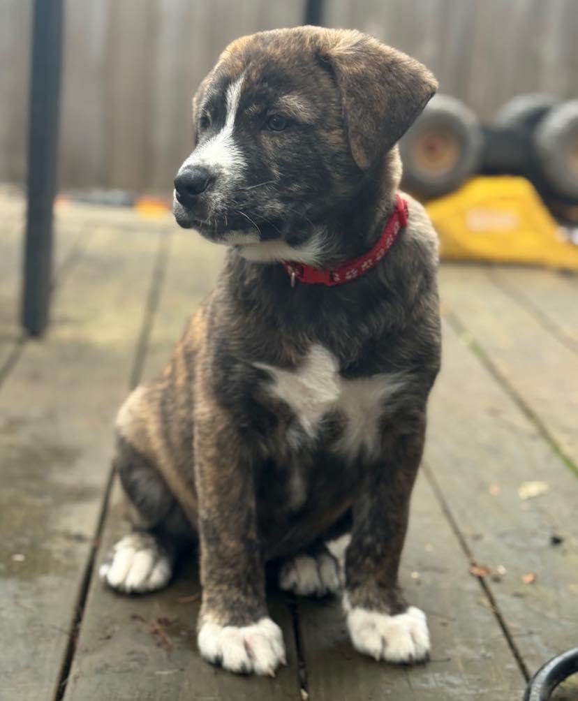 Enlarge Suess, an adopted Mixed Breed in Salem, OR image 1/4