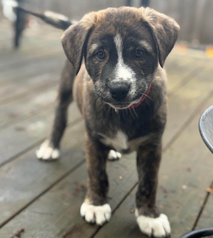 Enlarge Suess, an adopted Mixed Breed in Salem, OR image 2/4