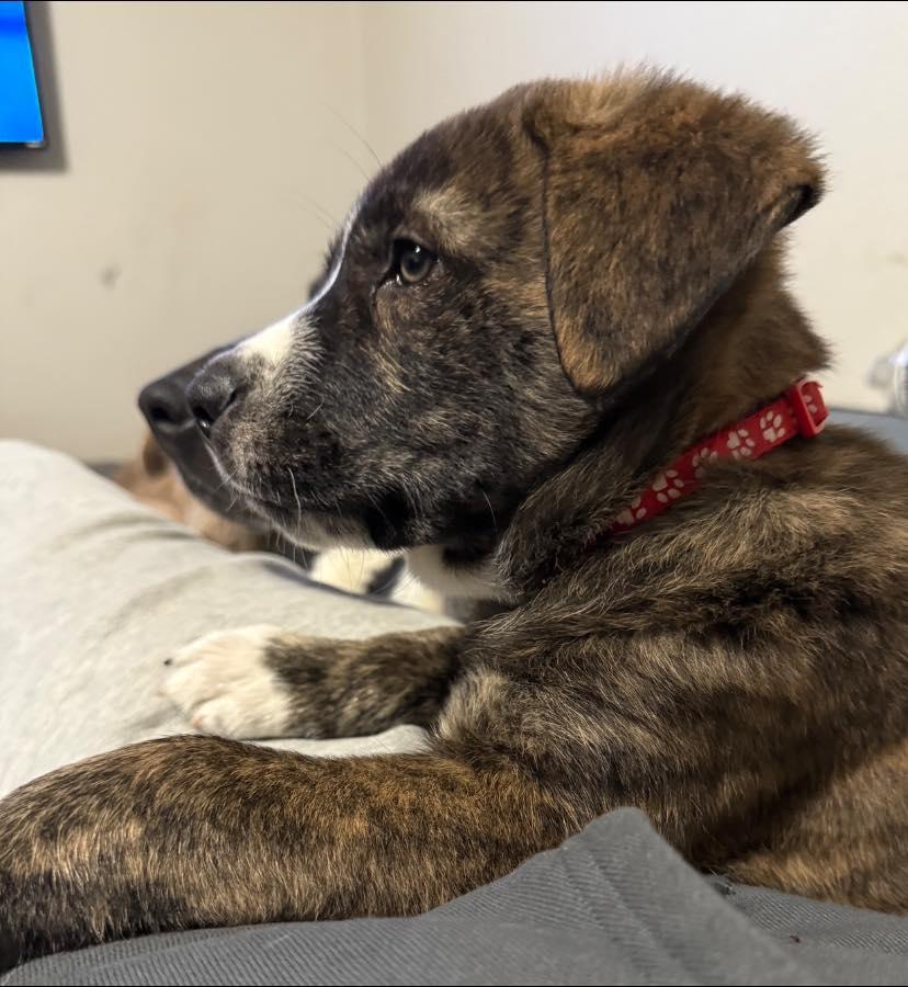 Enlarge Suess, an adopted Mixed Breed in Salem, OR image 4/4