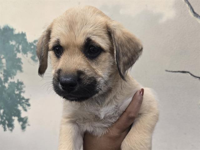 Enlarge LILLY, a Adoptable Shepherd in Palo Alto, CA image 1/1