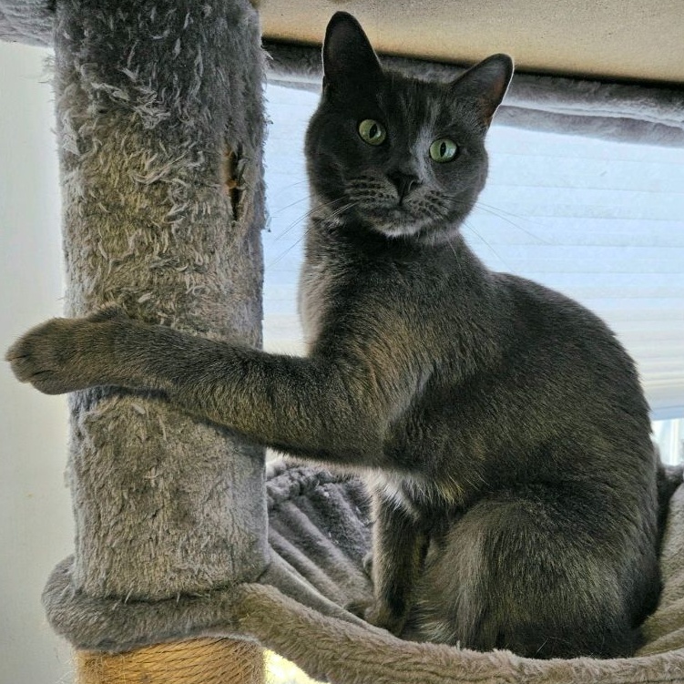 Olive, Adoptable, Adult Female Domestic Short Hair.