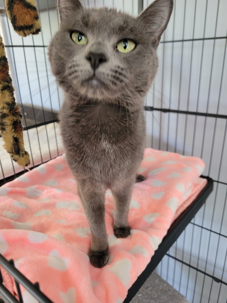 Olive, a Adoptable Domestic Short Hair in Warwick, RI image 4/6