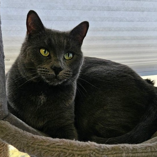 Olive, a Adoptable Domestic Short Hair in Warwick, RI image 2/6