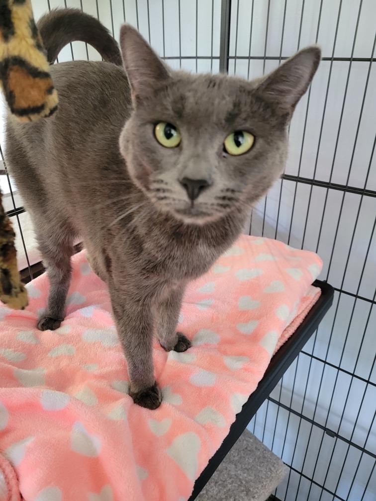 Olive, a Adoptable Domestic Short Hair in Warwick, RI image 5/6