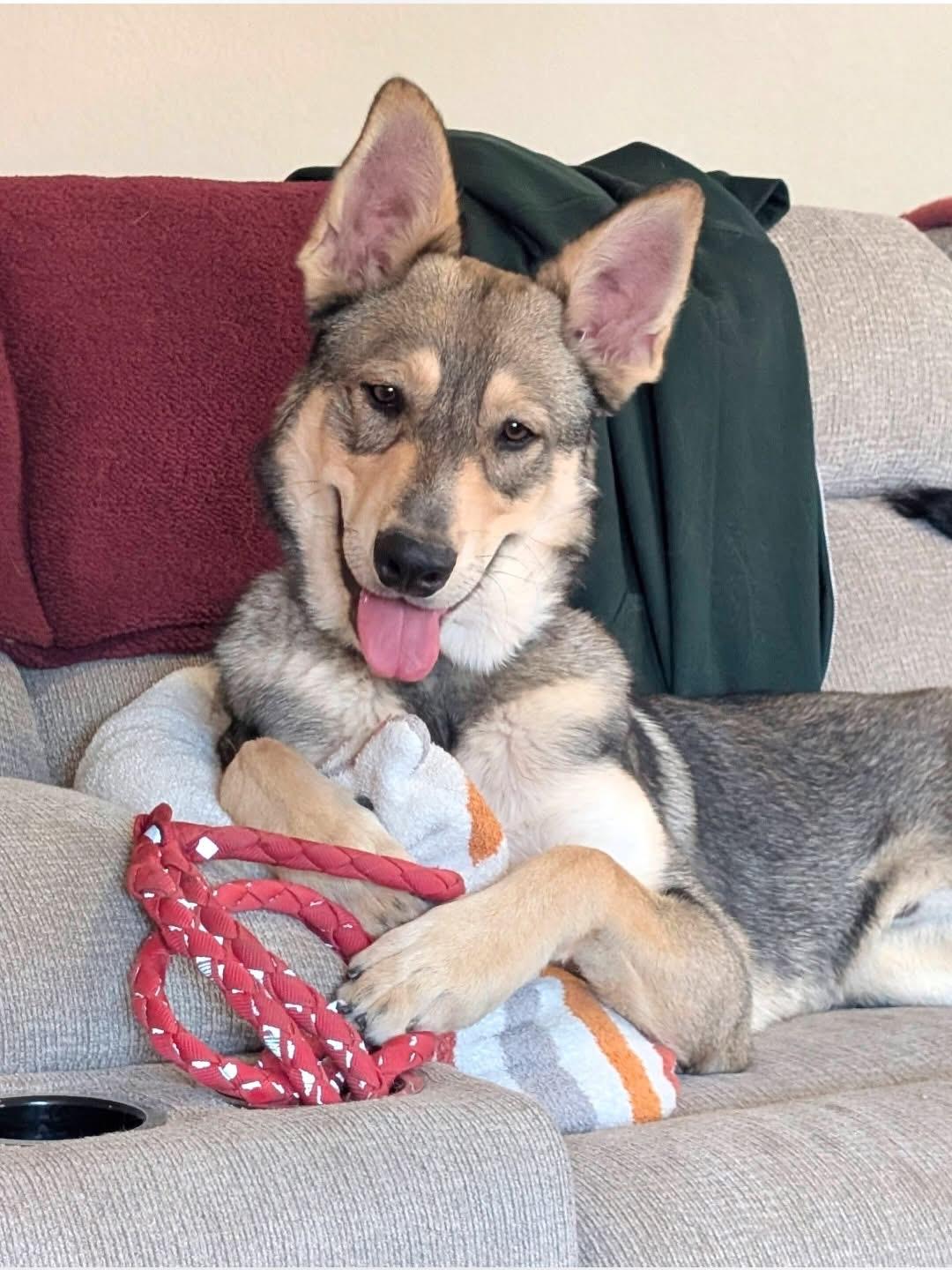 Enlarge Ranger, an adopted mixed breed in Las Vegas, NV image 2/4
