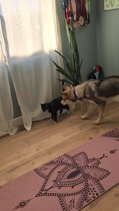 Enlarge Ranger, an adopted mixed breed in Las Vegas, NV video 4/4