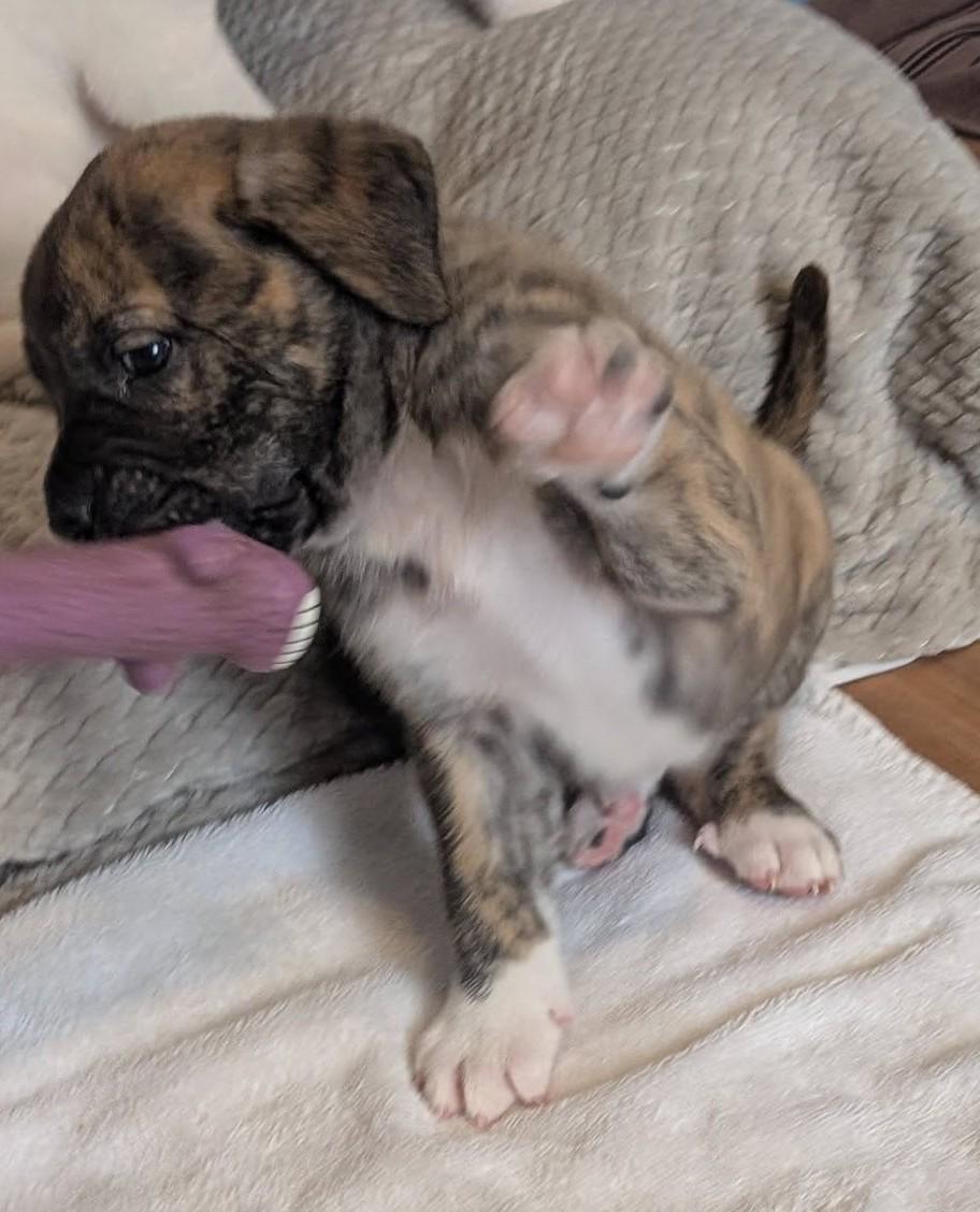 Enlarge Cumin , a ADOPTABLE mixed breed in Kiowa, OK image 2/6