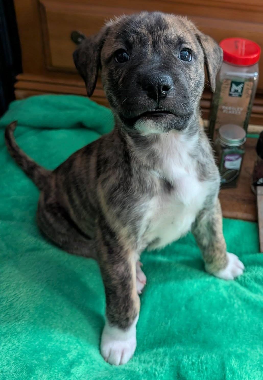 Cumin , ADOPTABLE, Puppy Male Great Pyrenees.
