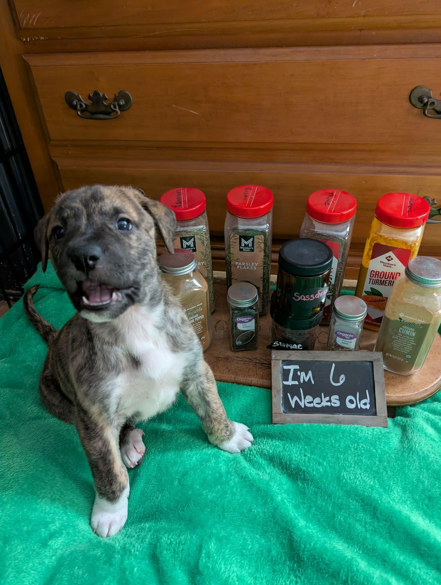 Enlarge Cumin , a ADOPTABLE mixed breed in Kiowa, OK image 5/6