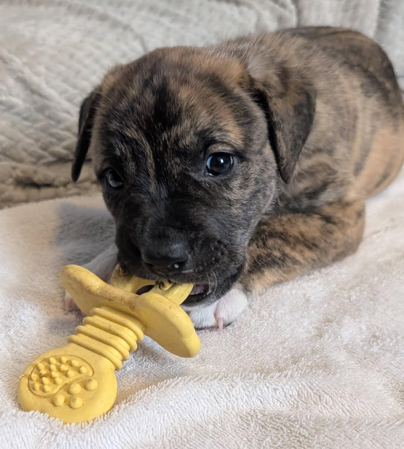 Enlarge Cumin , a ADOPTABLE mixed breed in Kiowa, OK image 3/6