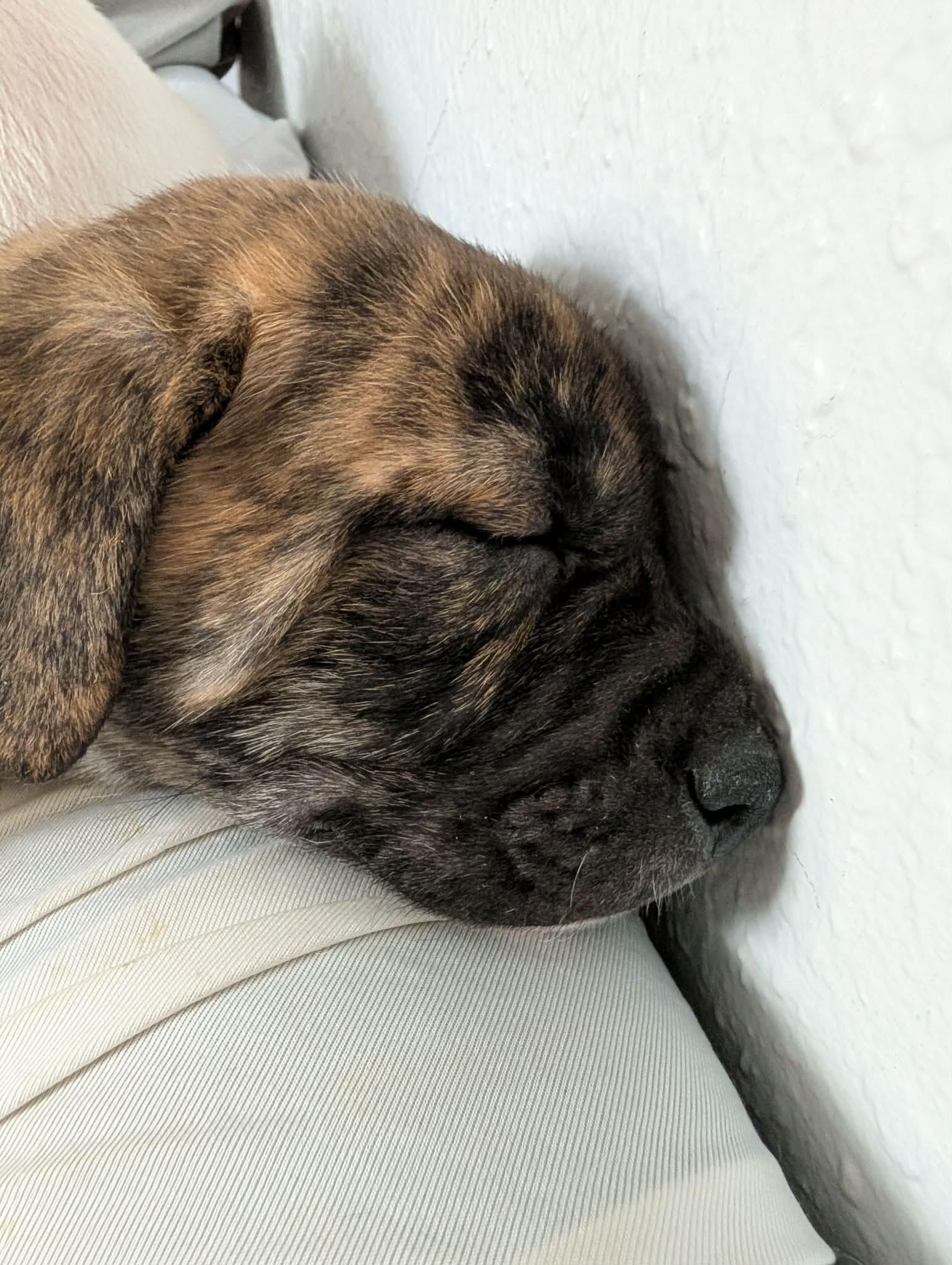 Enlarge Cumin , a ADOPTABLE mixed breed in Kiowa, OK image 4/6