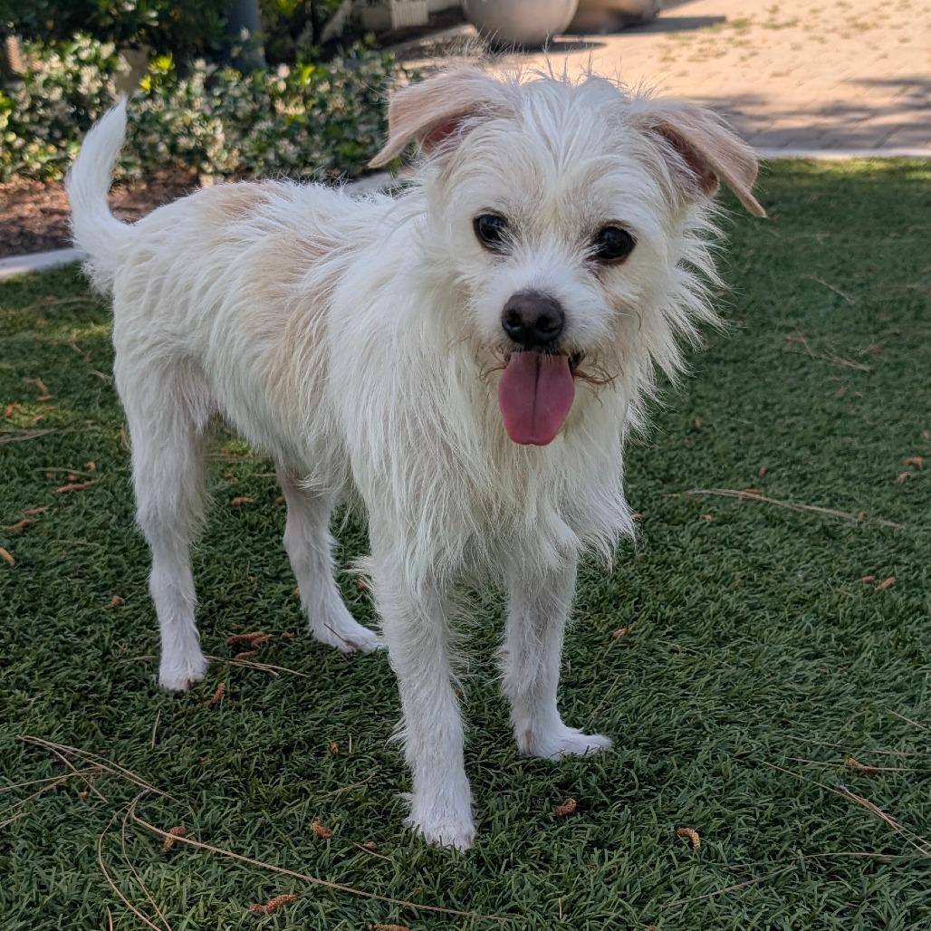 Troy - City of Industry Location, Adoptable, Adult Male Terrier & Mixed Breed.