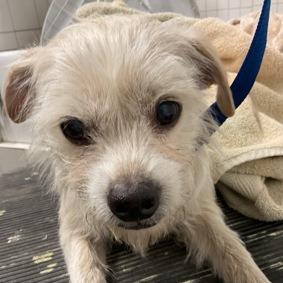 Enlarge Troy - City of Industry Location, a Adoptable mixed breed in Chino Hills, CA image 2/6