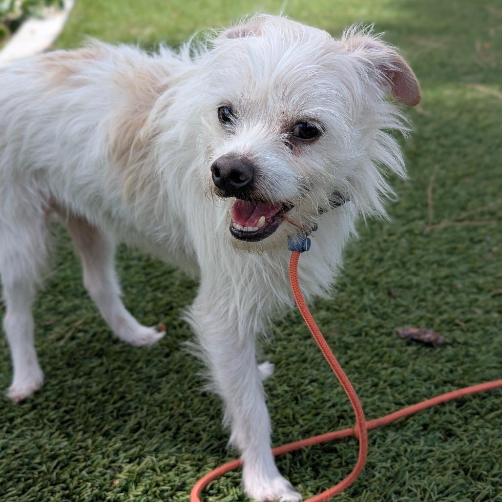 Enlarge Troy - City of Industry Location, a Adoptable mixed breed in Chino Hills, CA image 3/6