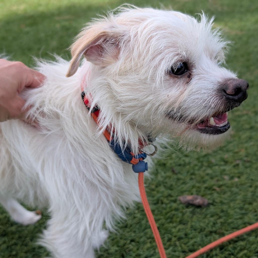 Enlarge Troy - City of Industry Location, a Adoptable mixed breed in Chino Hills, CA image 4/6