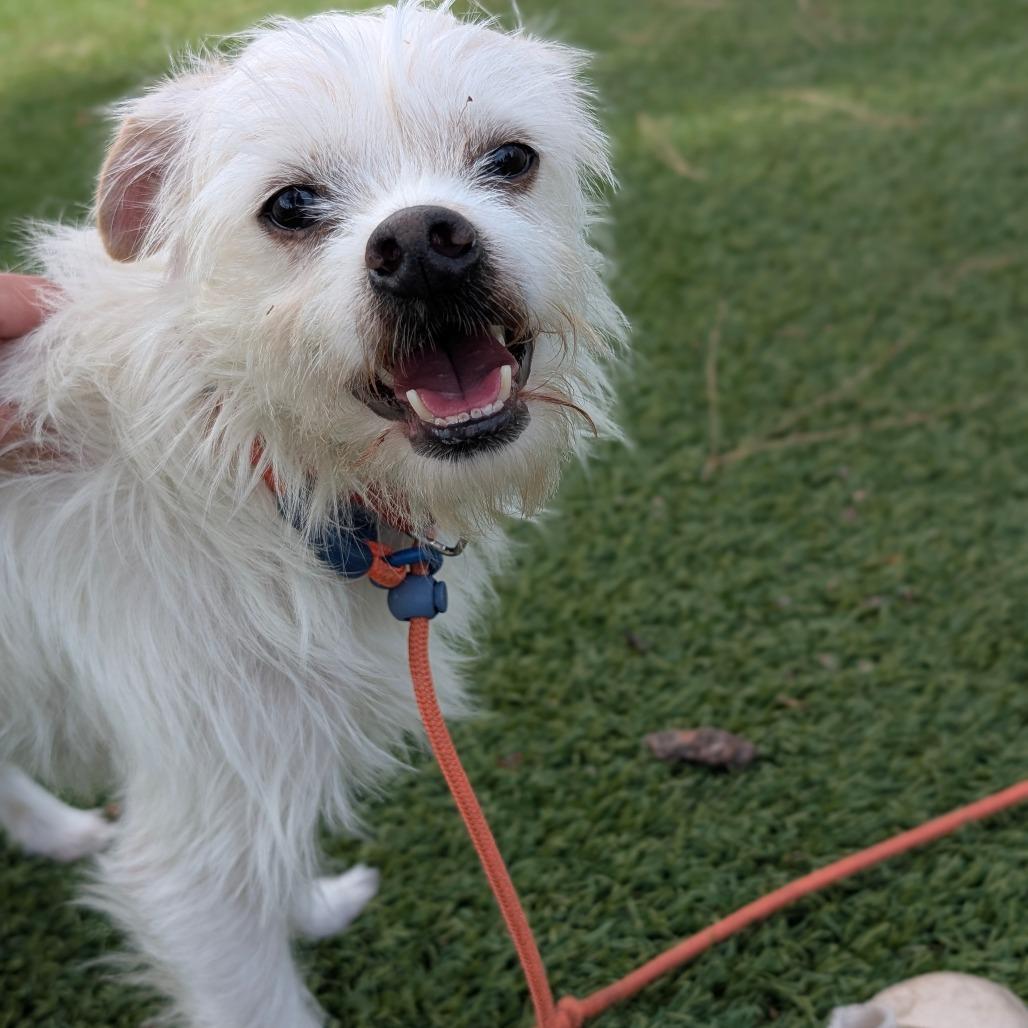 Enlarge Troy - City of Industry Location, a Adoptable mixed breed in Chino Hills, CA image 5/6