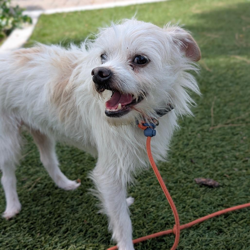 Enlarge Troy - City of Industry Location, a Adoptable mixed breed in Chino Hills, CA image 6/6