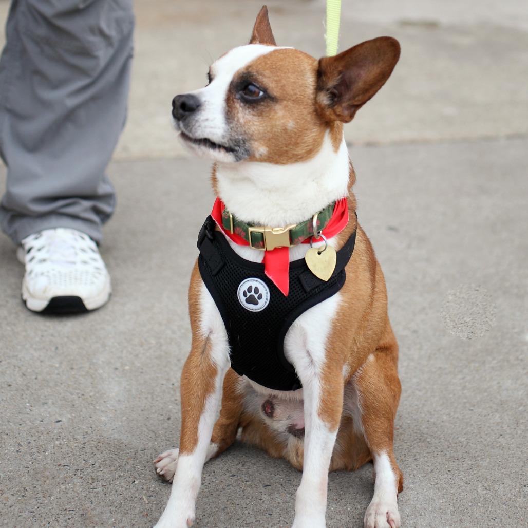 Sir Elton — thumbnail 3