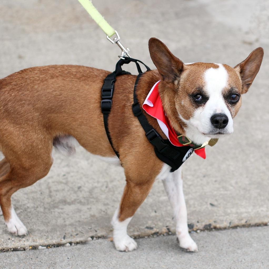 Sir Elton — thumbnail 4