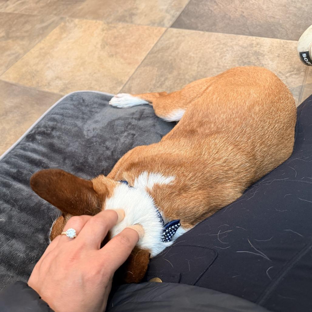 Sir Elton — thumbnail 5