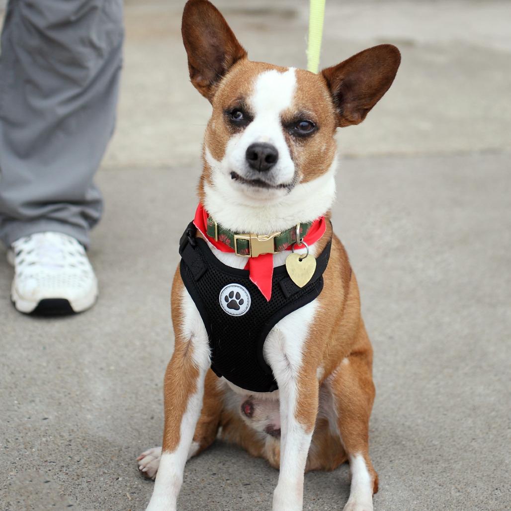 Sir Elton — thumbnail 6