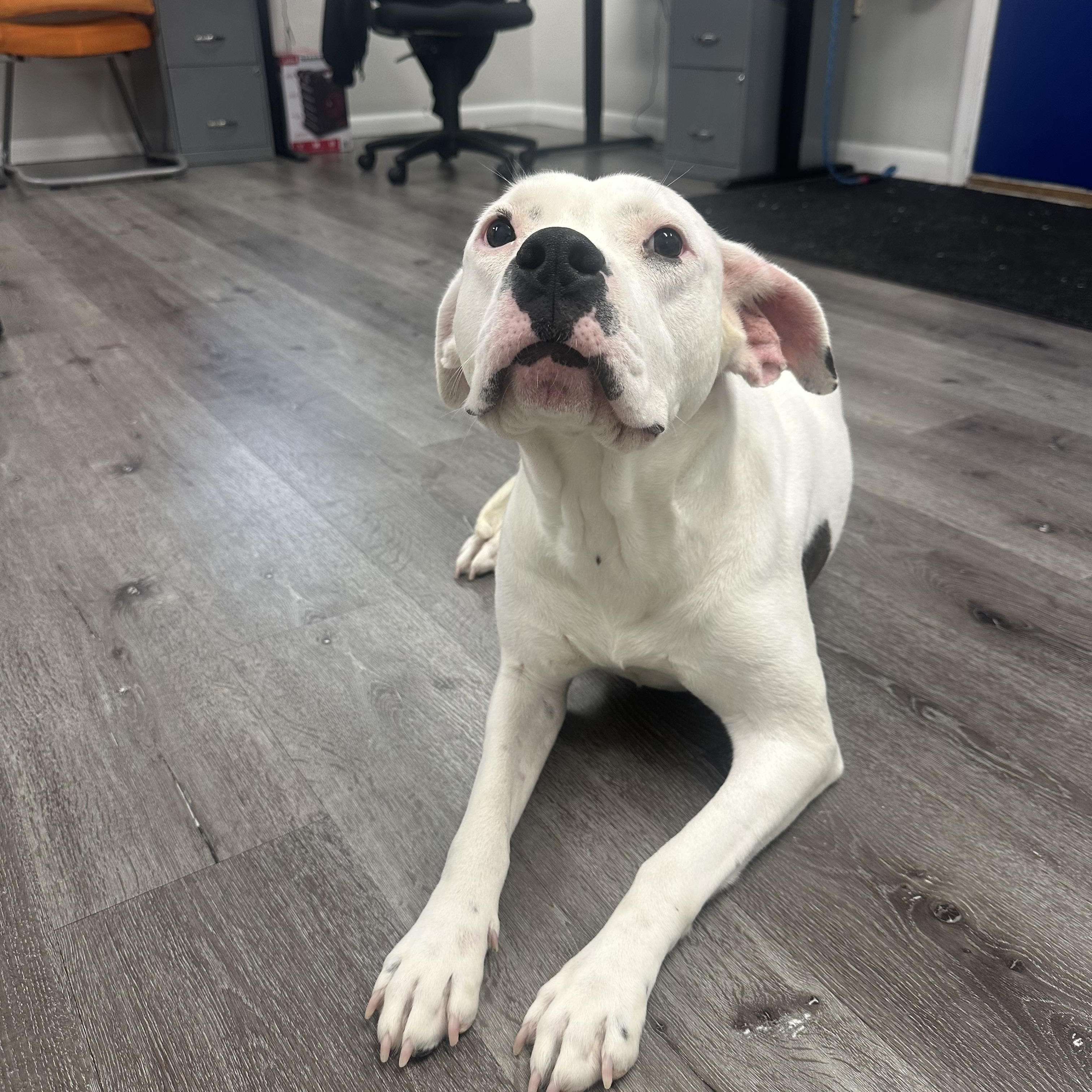 Enlarge Gumbo, a Adoptable Pit Bull Terrier in Trenton, NJ image 1/4