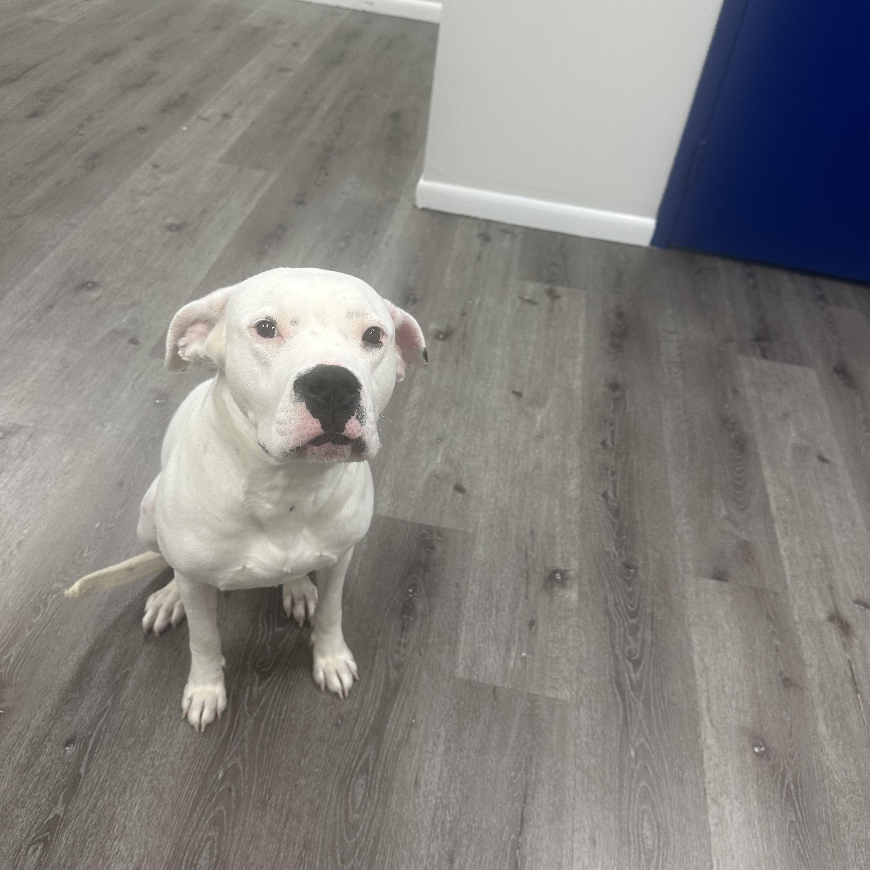 Enlarge Gumbo, a Adoptable Pit Bull Terrier in Trenton, NJ image 2/4