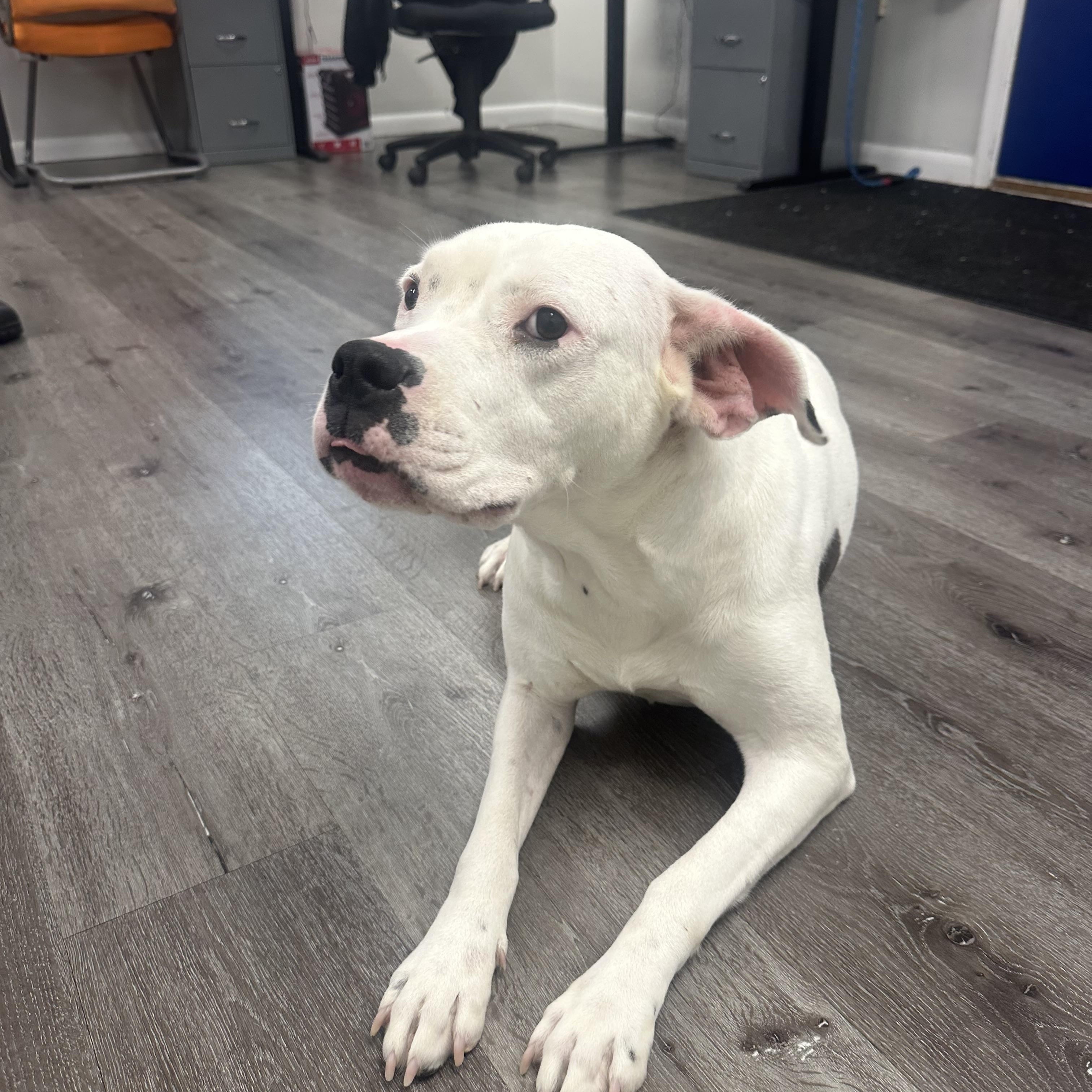 Enlarge Gumbo, a Adoptable Pit Bull Terrier in Trenton, NJ image 3/4