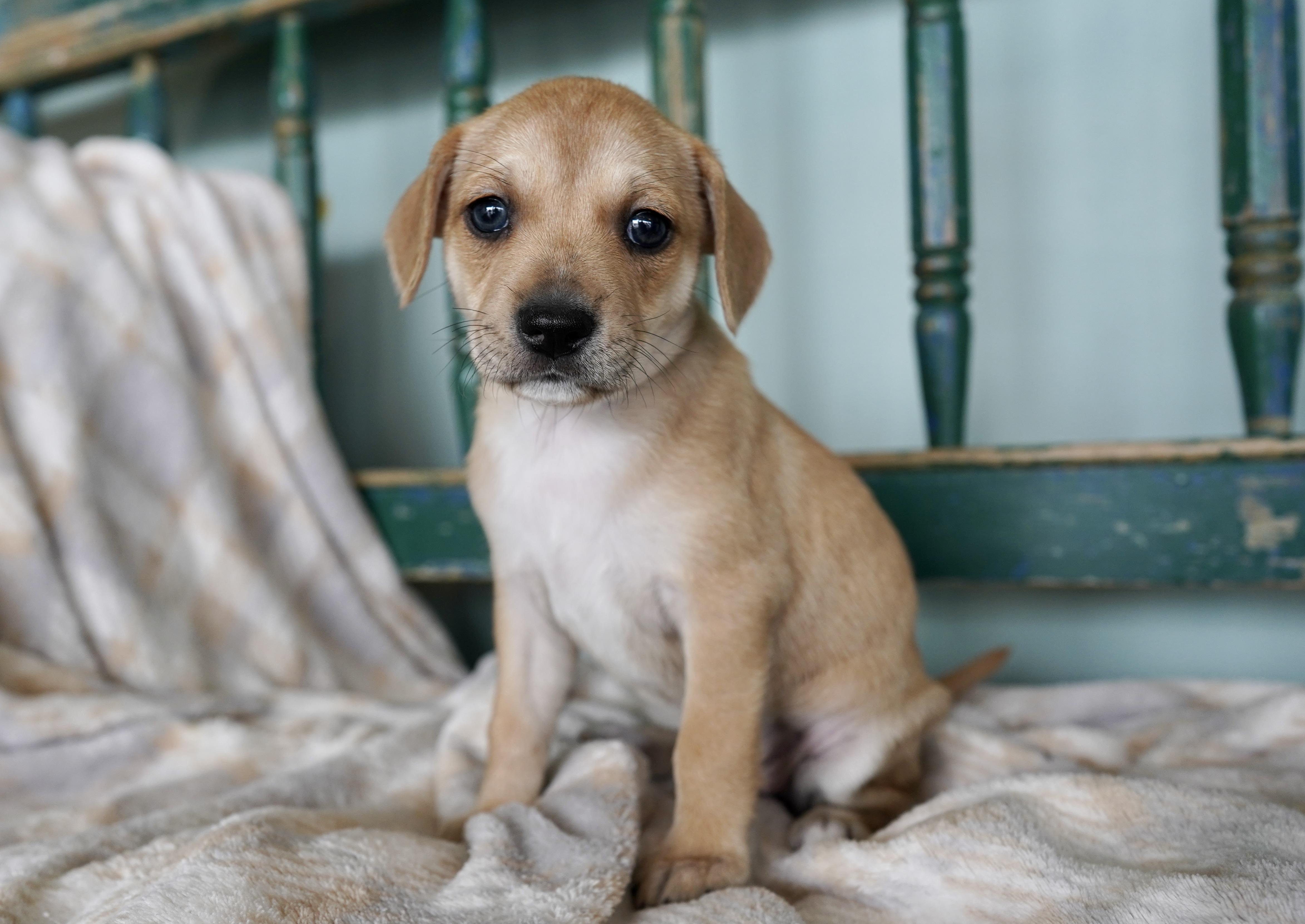Harvard, ADOPTABLE, Puppy Female Dachshund & Chihuahua.
