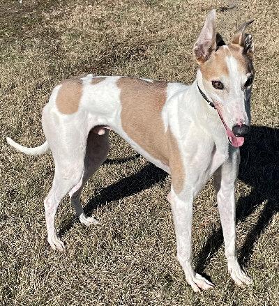 Enlarge Hammock (aka Hooked On Barb), a ADOPTABLE Greyhound in Dallas, TX image 3/3