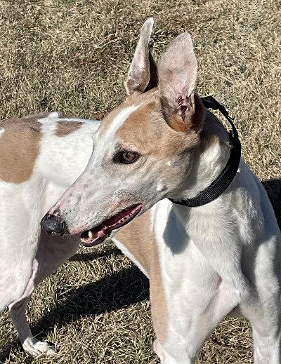 Enlarge Hammock (aka Hooked On Barb), a ADOPTABLE Greyhound in Dallas, TX image 1/3