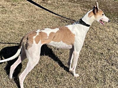 Enlarge Hammock (aka Hooked On Barb), a ADOPTABLE Greyhound in Dallas, TX image 2/3