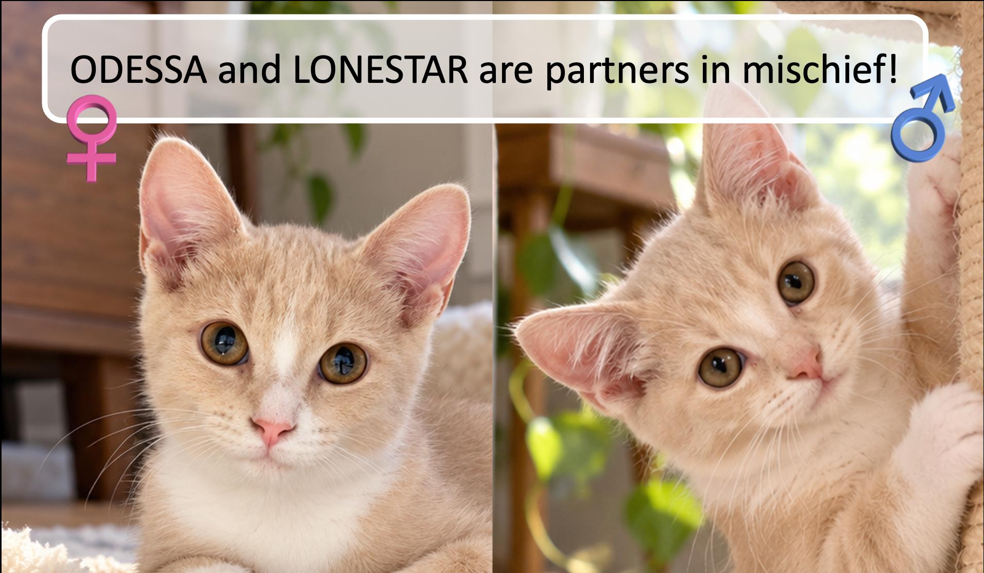 Enlarge Odessa & Lonestar, a Adoptable Domestic Medium Hair in Cincinnati, OH image 1/3