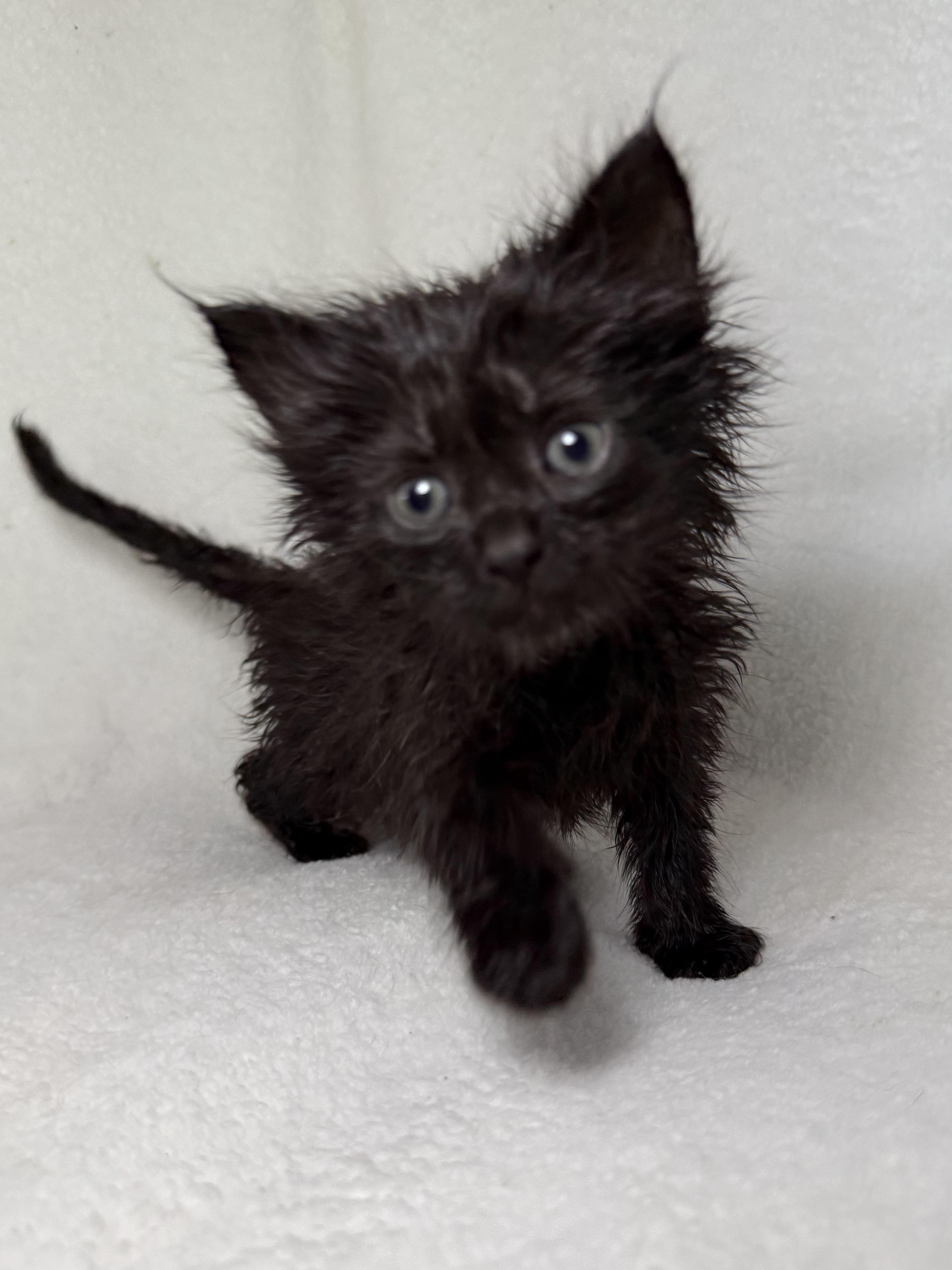 Bruce, ADOPTABLE, Kitten Male Domestic Long Hair.