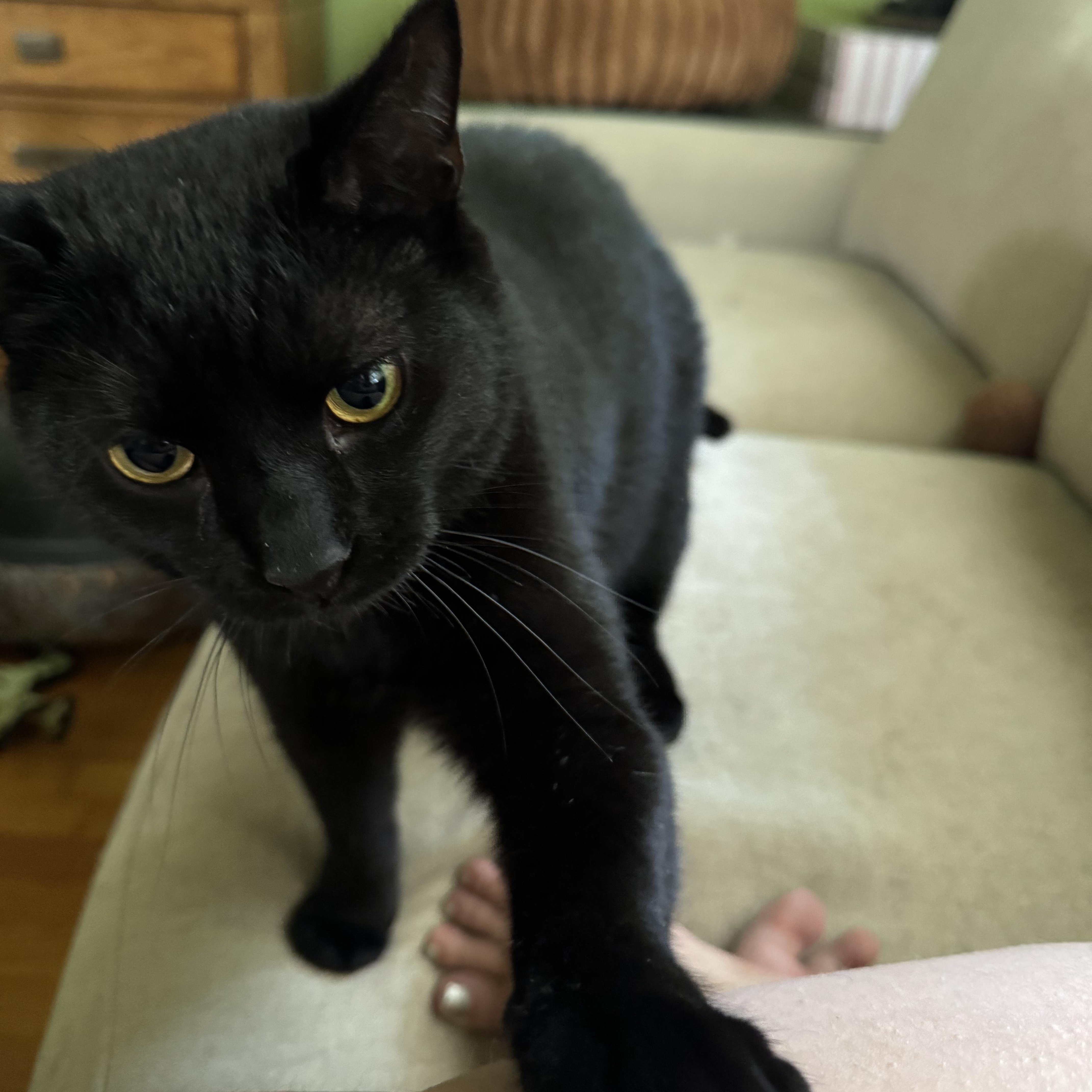 Enlarge Pugsley, a Adoptable Domestic Short Hair in Campbellsville, KY image 2/6