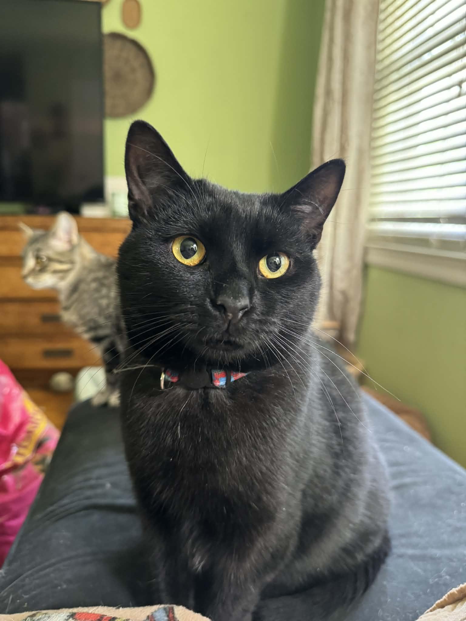 Pugsley, adoptable, Kitten Male Domestic Short Hair.